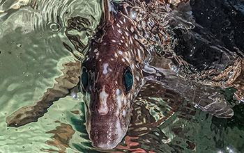 A dark brown ghost shark with white spots and large, rabbit-like eyes